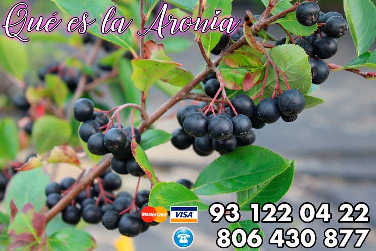 que es la aronia negra