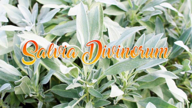 propiedades de la salvia divinorum